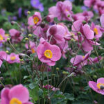 Anemone hupehensis 'Splendens' Höstanemon