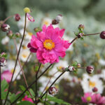 Anemone hupehensis var. japonica 'Bressingham Glow' 2L Fylld höstanemon