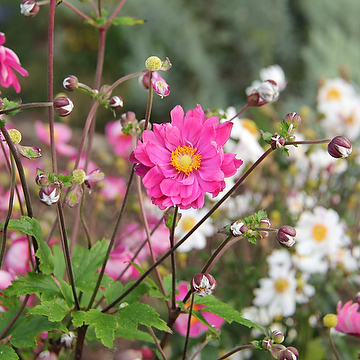 Anemone hupehensis var. japonica 'Bressingham Glow' 2L Fylld höstanemon