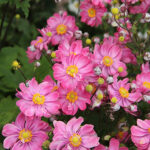 Anemone hupehensis var. japonica FANTASY BELLE 'Ifanfb' 2L Fylld höstanemon