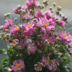 Anemone hupehensis var. japonica FANTASY BELLE 'Ifanfb' 2L Fylld höstanemon