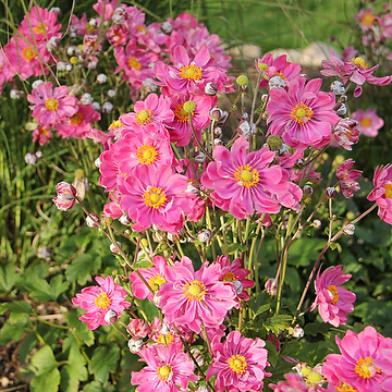 Anemone hupehensis var. japonica FANTASY BELLE 'Ifanfb' 2L Fylld höstanemon