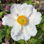 Anemone hupehensis var. japonica FANTASY ELSA 2L Fylld höstanemon