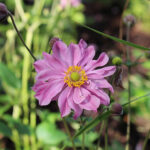 Anemone hupehensis var. japonica 'Pocahontas' Höstanemon
