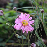 Anemone hupehensis var. japonica 'Pocahontas' Höstanemon