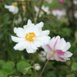Anemone hupehensis var. japonica SNOW ANGEL 'Ifansa' 2L Fylld höstanemon
