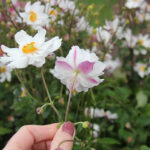 Anemone hupehensis var. japonica SNOW ANGEL 'Ifansa' 2L Fylld höstanemon