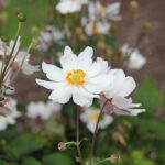 Anemone hupehensis var. japonica SNOW ANGEL 'Ifansa' 2L Fylld höstanemon