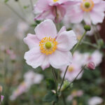 Anemone hybrida 'Königin Charlotte' Höstanemon
