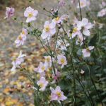 Anemone hybrida 'Königin Charlotte' Höstanemon