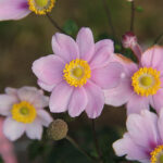 Anemone hybrida 'Serenade' Höstanemon