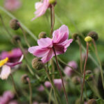 Anemone hybrida 'Serenade' Höstanemon