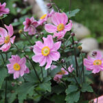 Anemone hybrida 'Serenade' Höstanemon