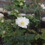 Anemone hybrida 'Whirlwind' Höstanemon