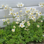 Anemone sylvestris Tovsippa