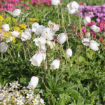 Anemone sylvestris Tovsippa