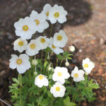 Anemone sylvestris Tovsippa