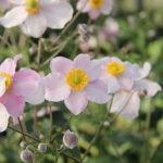 Anemone tomentosa 'Föräldrahemmet' 2L GK Silvrig höstanemon