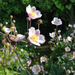 Anemone tomentosa 'Robustissima' Höstanemon
