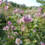 Anemone tomentosa 'Robustissima' Höstanemon