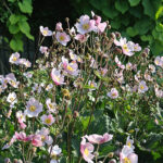 Anemone tomentosa 'Robustissima' Höstanemon