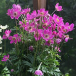Anemone x lesseri SPRING BEAUTY PINK 'Anem078' NY Röd flikanemon