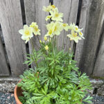 Anemone x lesseri SPRING BEAUTY WHITE 'Anem079' NY Röd flikanemon