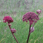 Angelica gigas Purpurkvanne