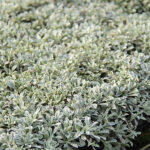Antennaria dioica 'Alba' Kattfot