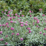 Antennaria dioica 'Rubra' Kattfot
