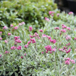 Antennaria dioica 'Rubra' Kattfot