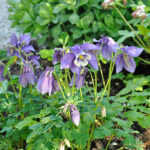 Aquilegia 'Spring Magic Navy and White' Akleja