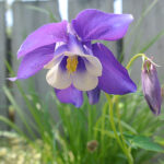 Aquilegia 'Spring Magic Navy and White' Akleja