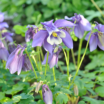 Aquilegia 'Spring Magic Navy and White' Akleja