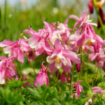 Aquilegia 'Spring Magic Pink and White' Akleja