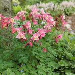 Aquilegia 'Spring Magic Pink and White' Akleja