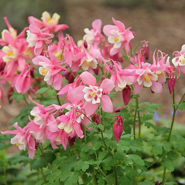 Aquilegia 'Spring Magic Pink and White' Akleja