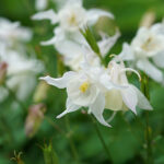 Aquilegia 'Spring Magic White' Akleja