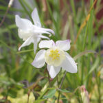 Aquilegia 'Spring Magic White' Akleja