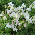 Aquilegia 'Spring Magic White' Akleja