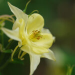 Aquilegia 'Spring Magic Yellow' Akleja
