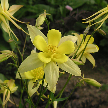 Aquilegia chrysantha Guldakleja