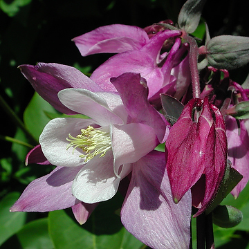 Aquilegia vulgaris 'Grandmother's Garden' Akleja