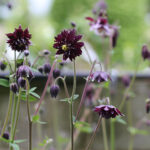 Aquilegia vulgaris stellata Barlow-ser. 'Black Barlow' Akleja
