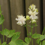 Aquilegia vulgaris stellata 'Greenapples' Akleja