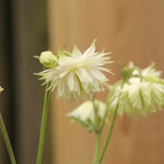 Aquilegia vulgaris stellata 'Greenapples' Akleja