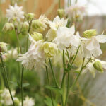 Aquilegia vulgaris stellata 'Greenapples' Akleja