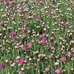 Armeria maritima 'Armada Rose' Strandtrift