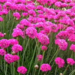 Armeria maritima 'Armada Rose' Strandtrift