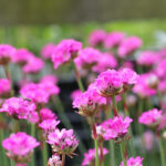Armeria maritima 'Düsseldorfer Stolz' Strandtrift
